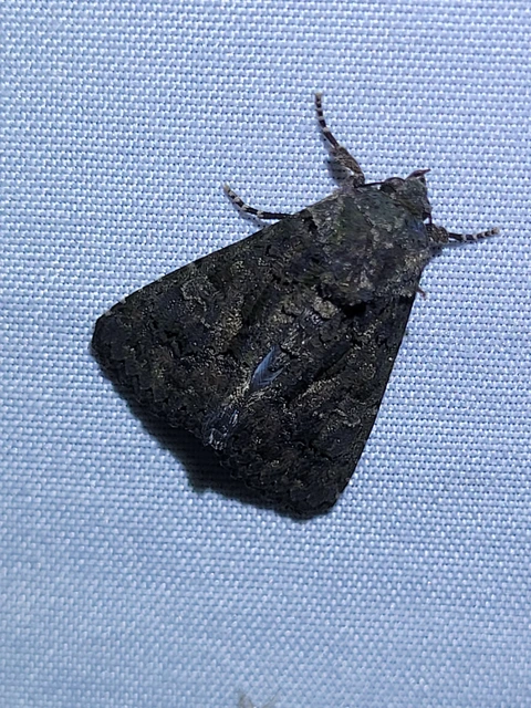 déli folyófűbagoly - Anophia leucomelas