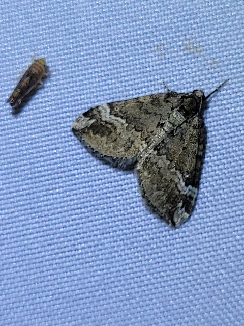 rövidsávos araszoló - Perizoma lugdunaria