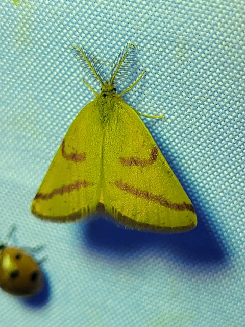 bíborsávos araszoló - Lythria purpuraria