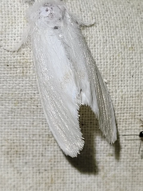 sárgafarú szövő - Sphrageidus similis