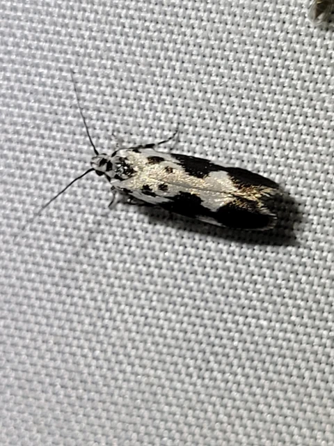 gyászos feketemoly - Ethmia quadrillella