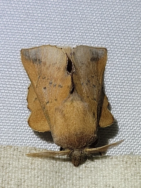 Phyllodesma tremulifolia - nyárlevélpohók
