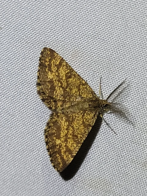 barna rétiaraszoló - Ematurga atomaria