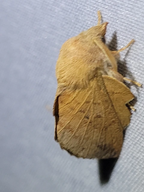 Phyllodesma tremulifolia - nyárlevélpohók