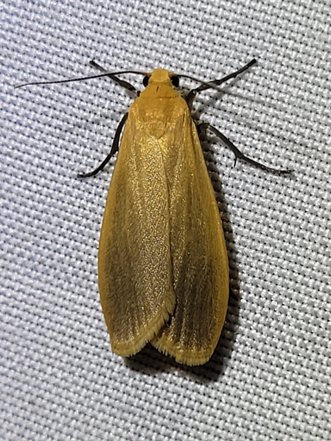 sárga zuzmószövő - Eilema sororcula