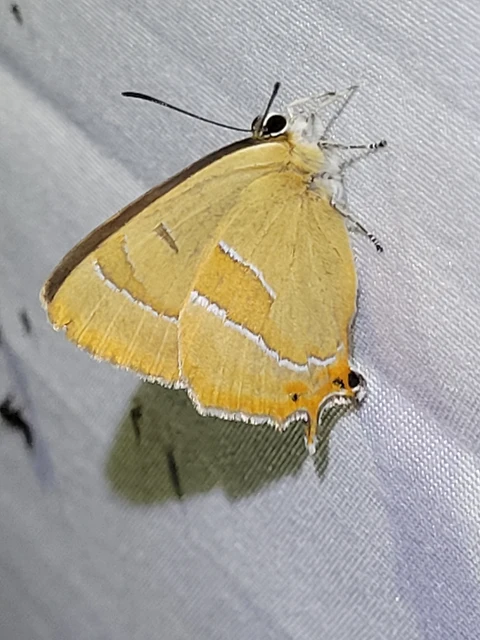 Thecla betulae - nyírfalepke