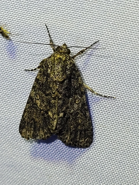 Acronicta rumicis - sóska-szigonyosbagoly