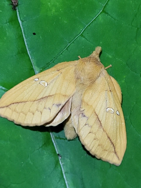 szomjas pohók - Euthrix potatoria