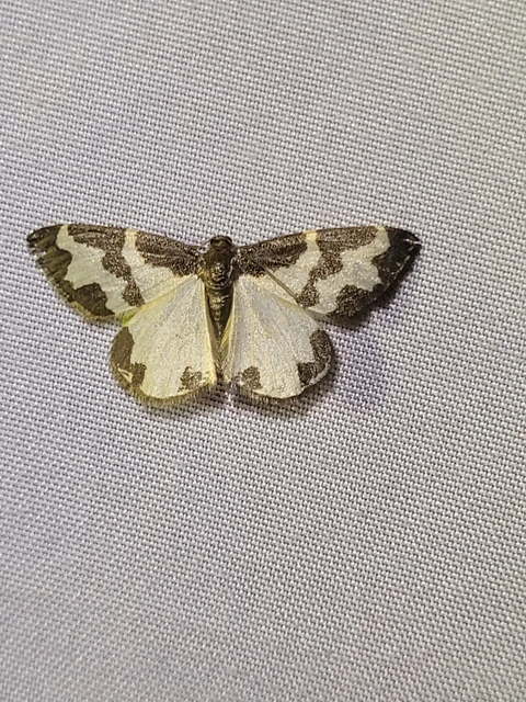 szegélyes nyárfaaraszoló - Lomaspilis marginata