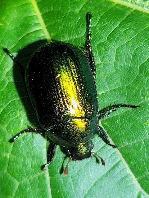 Anomala vitis - nagy fináncbogár