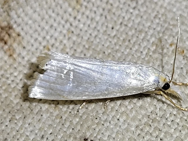 Calamotropha aureliellus - aranyszínű nádlevélmoly