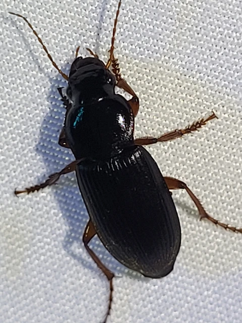 Harpalus rufipes - nagy selymesfutó