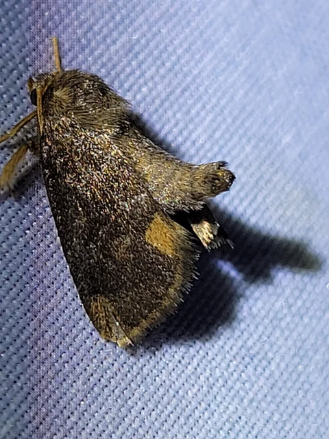 Apoda limacodes - kagylólepke