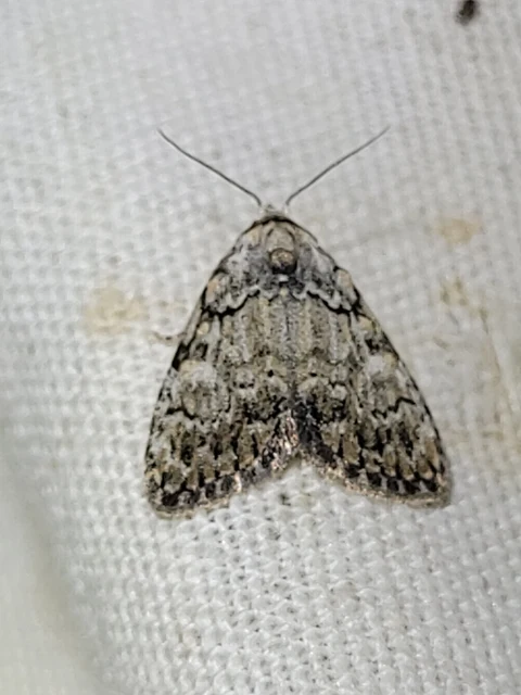 Meganola strigula - hamvas pamacsosszövő