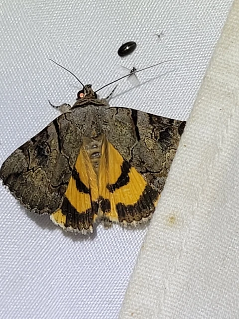 Catocala hymenaea - kökény-övesbagoly