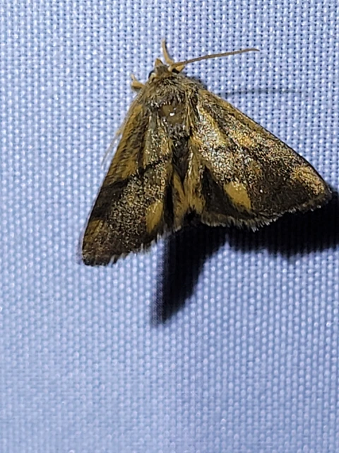 Apoda limacodes - kagylólepke