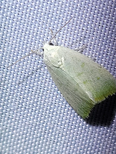 nyárfa-zöldbagoly - Earias vernana