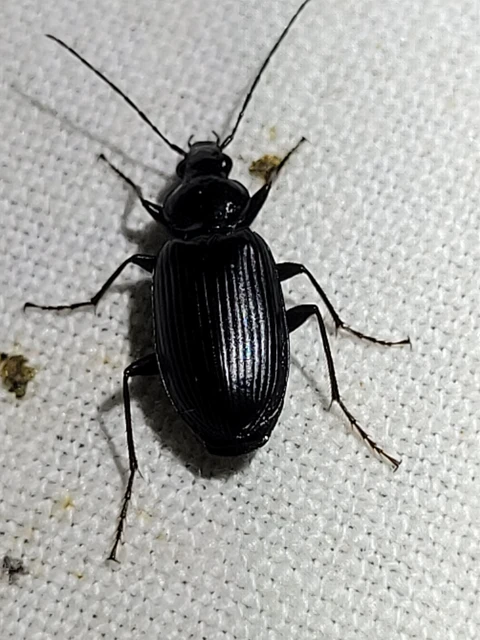 Agonum Agonum