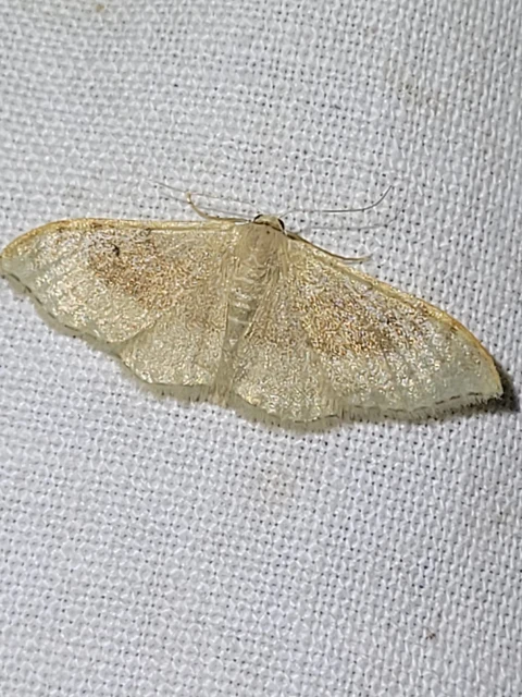 Idaea degeneraria - barnasávos araszoló