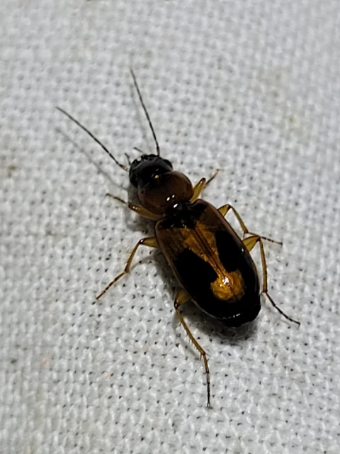Badister meridionalis - közönséges posványfutonc