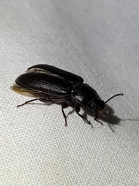 Tenebrio molitor - közönséges lisztbogár