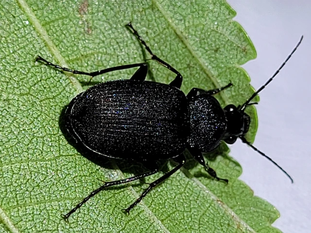Chlaenius tristis - fekete bűzfutó