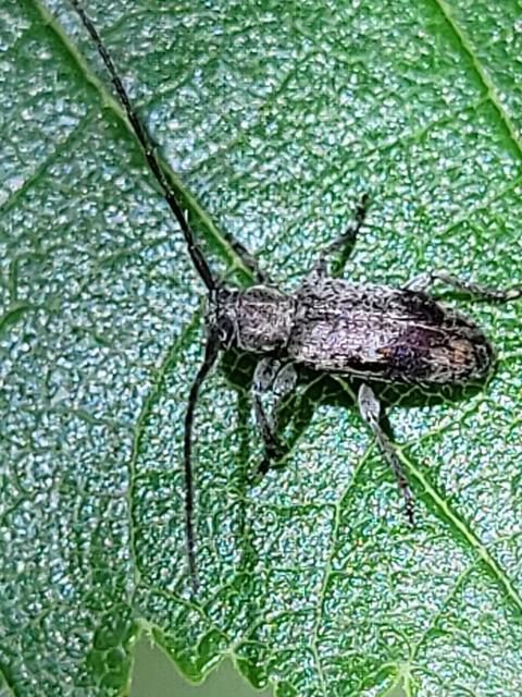 Exocentrus punctipennis - szilfa-rőzsecincér