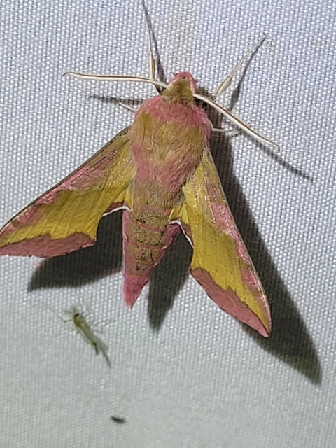 piros szender - Deilephila porcellus