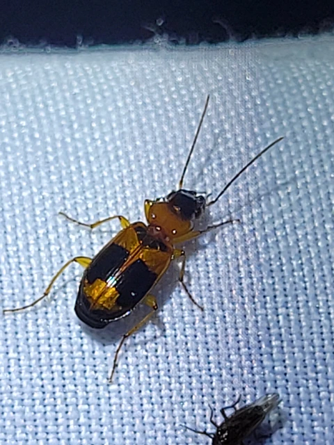 Badister unipustulatus - nagy posványfutonc