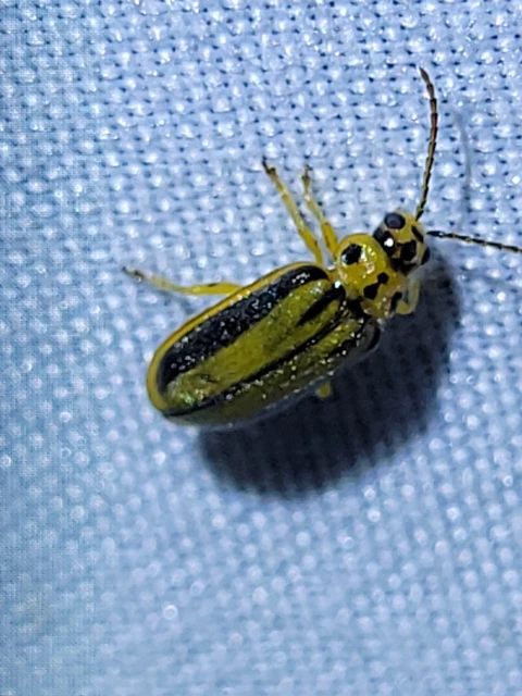 Xanthogalerucella luteola - szilfa-olajosbogár