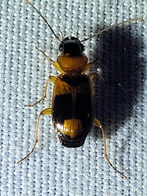 Badister unipustulatus - nagy posványfutonc