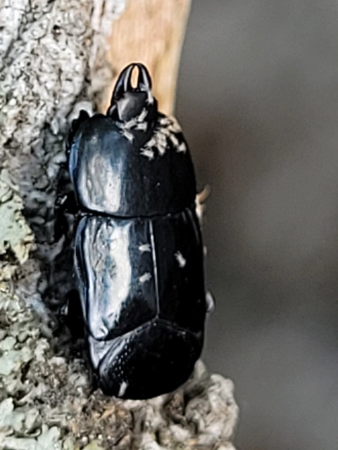 Hololepta plana - lemez-sutabogár