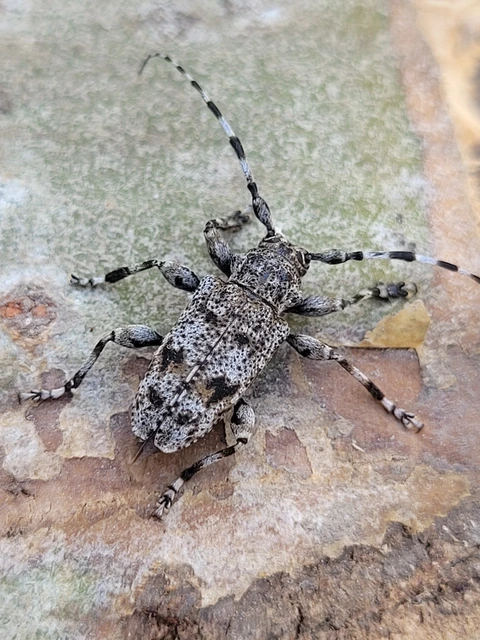 Aegomorphus clavipes - tarka cincér Aegomorphus clavipes - tarka cincér