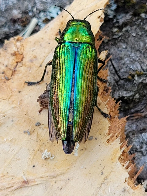 Eurythyrea aurata - aranyos díszbogár