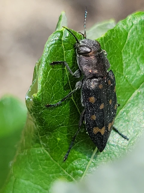 Trachypteris picta decostigma - foltos fürgedíszbogár