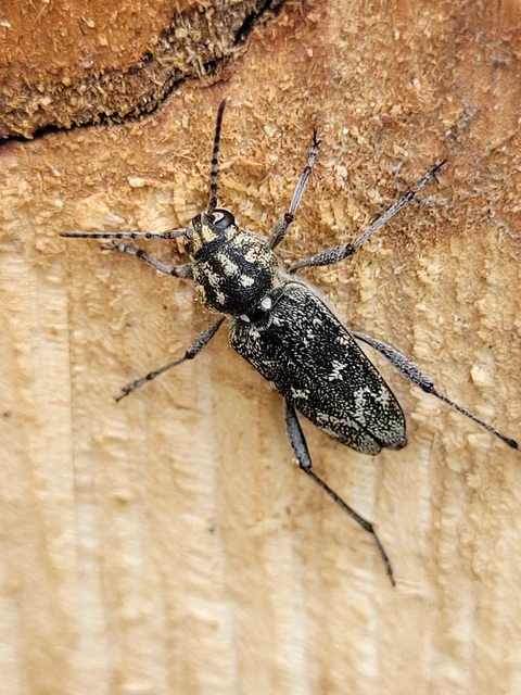 Xylotrechus rusticus - egérszínű darázscincér