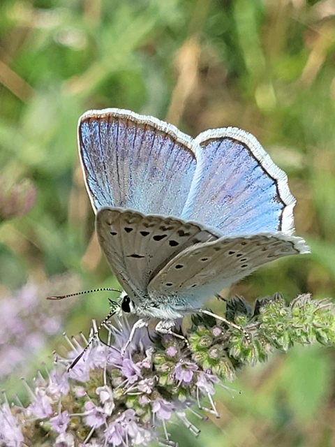 Polyommatus daphnis - csipkés boglárka