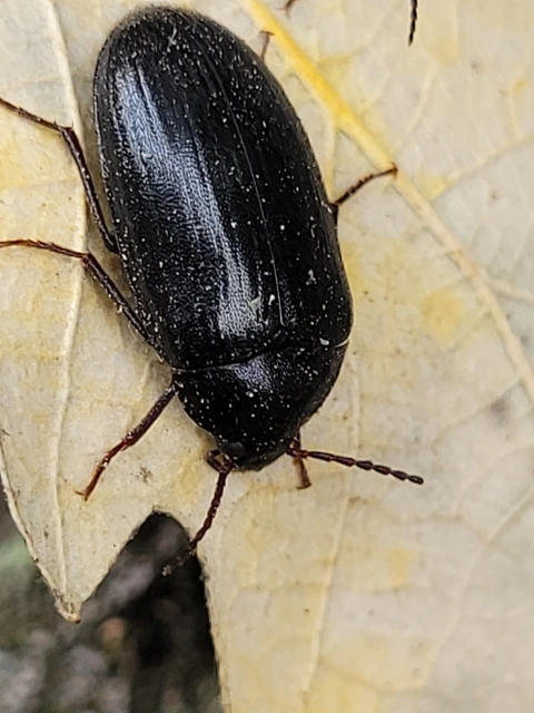 Prionychus melanarius - komor alkonybogár