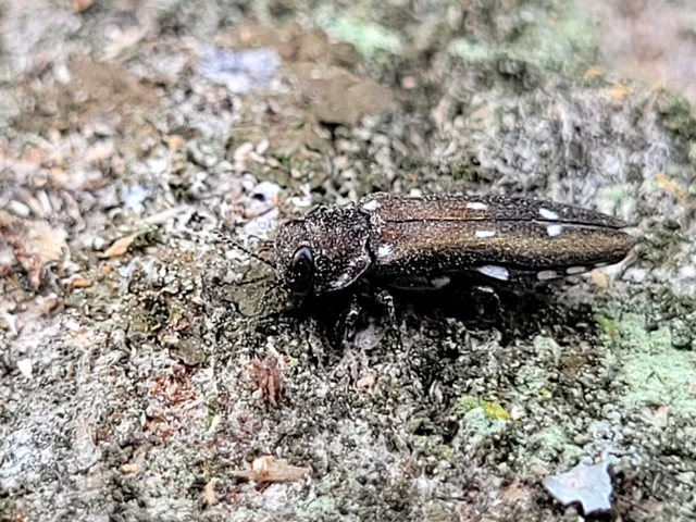 Agrilus ater - hatpettyes karcsúdíszbogár
