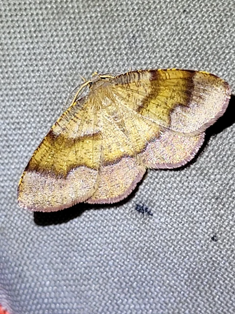 szemcsés araszoló - Plagodis pulveraria