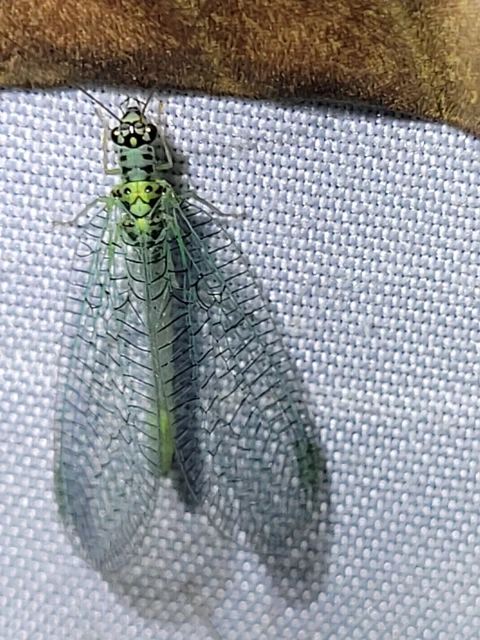 Chrysopa
