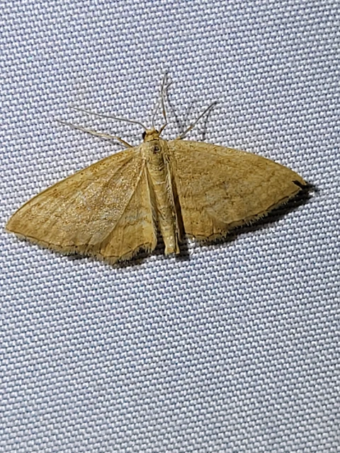 Idaea ochrata - okkerszínű sávosaraszoló