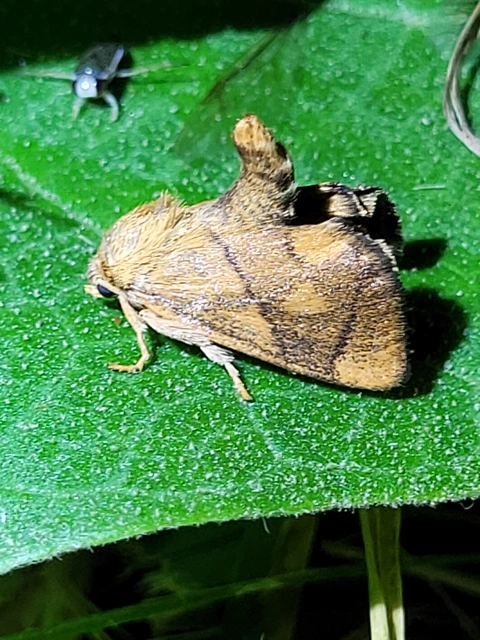 Apoda limacodes - kagylólepke