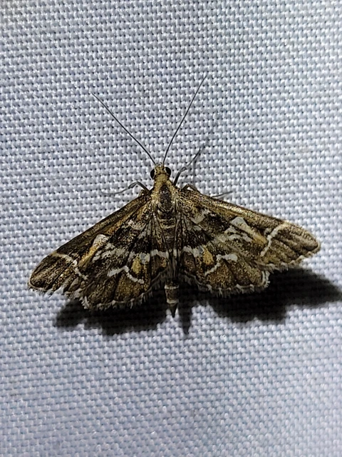 Diasemia reticularis - betűmintás tűzmoly