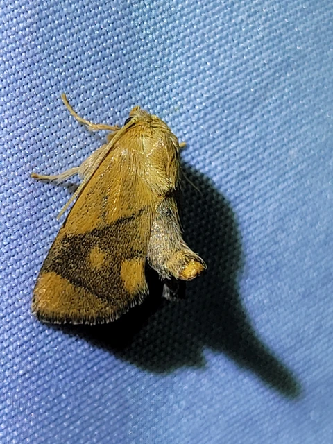 Apoda limacodes - kagylólepke