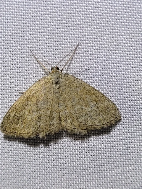 réti sávosaraszoló - Scopula immorata