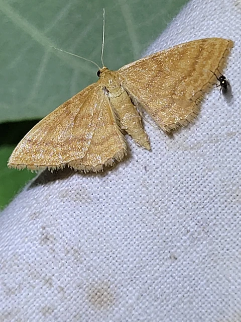 okkerszínű sávosaraszoló - Idaea ochrata