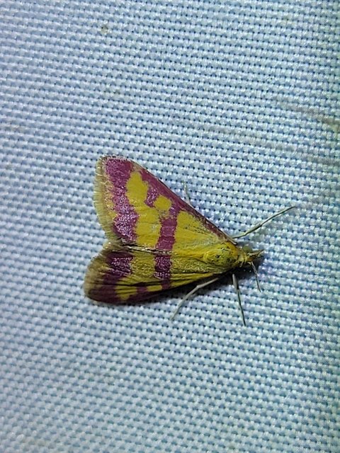 Pyrausta sanguinalis - vérszínű bíbormoly
