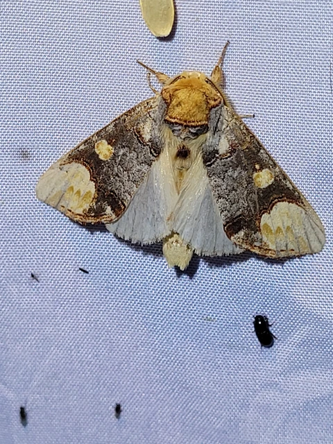 Phalera bucephaloides - magyar púposszövő