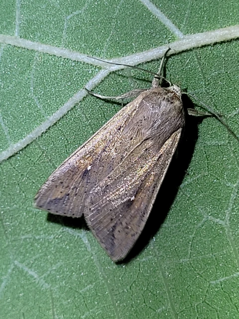 hordabagoly - Mythimna unipuncta